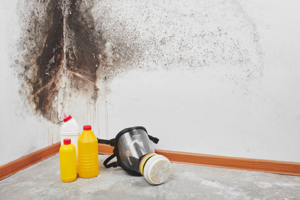 Best Mold Damage Restoration  in Leander, TX